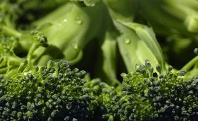 Broccoli Vegetables close up