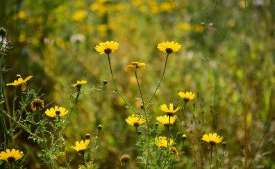 Wild yellow flowers, meadow, blur