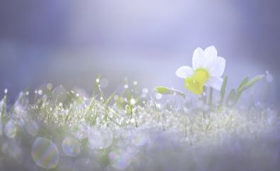 Daffodil, white flowers, bokeh, close up, sunlight 