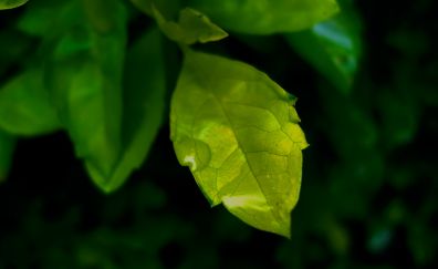 Close up, leaf, drops