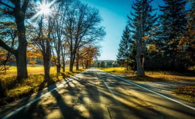 Highway, tree, landscape, sunlight
