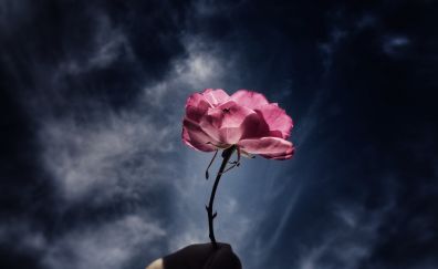 Pink rose, cloudy sky