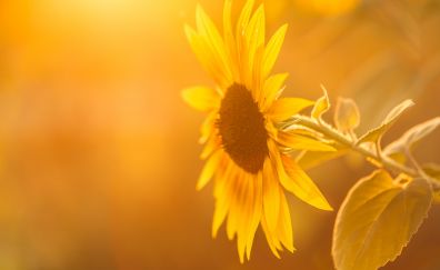 Sunflower, sunlight, close up