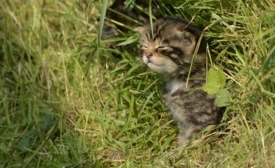 Cute kitten, grass, closed eyes