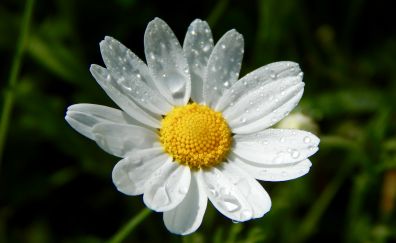 Water drops, petals, bloom, white flower, daisy