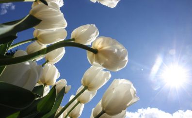 White flowers, tulip, sunlight