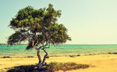 Solo tree at beach, landscape, sea