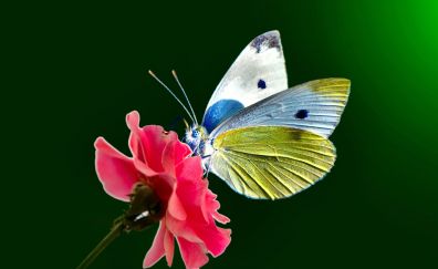 Butterfly, insect, pink flower, close up