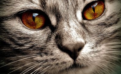 Cat, yellow eyes, fur, head, close up