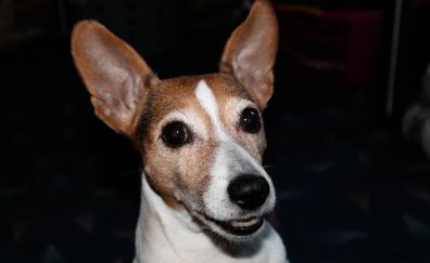 Jack Russell Terrier, dog, muzzle