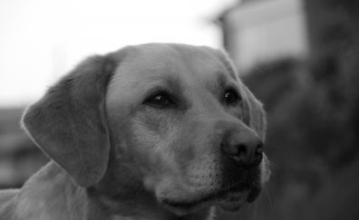 Dog, Golden Retriever, calm, monochrome
