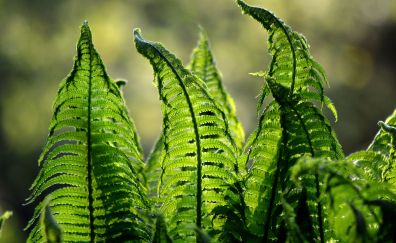 Leaves of fern plant