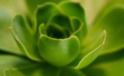 green Flower, plant, close up