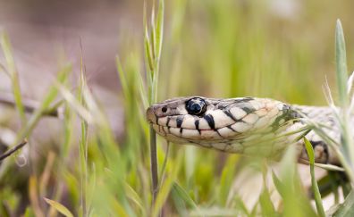 Snake muzzle, reptile, grass