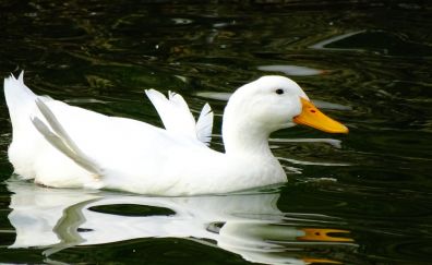 Duck, swimming, water, reflections