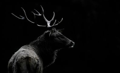 Deer animal, monochrome