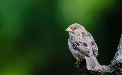 Cute sparrow bird, close up