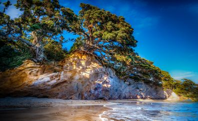 Tree, beach, rocks, nature