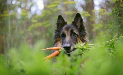 German Shepherd, dog muzzle, plants, carrot, blur