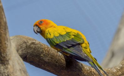 Parrot, colorful bird, sitting