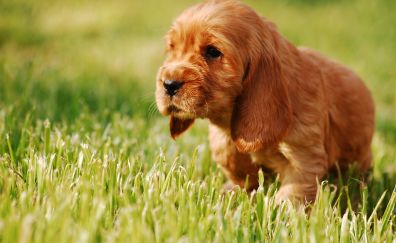 Cute, golden puppy, play, grass
