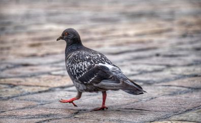 Pigeon, dove bird, walk