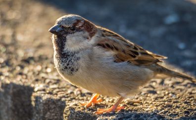 Sparrow, bird, small bird, close up