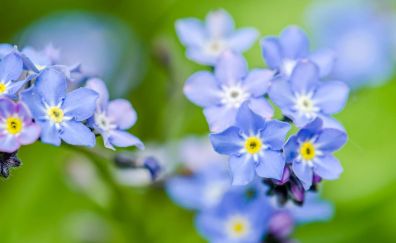 Flowers blue close up