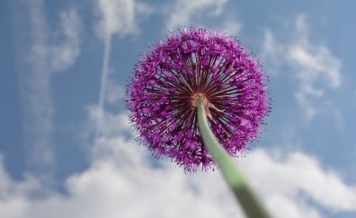 Ornamental onions flower, purple
