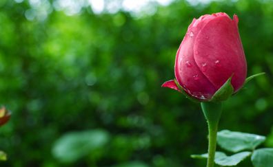 Rose bud, bloom, water drops