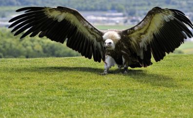 Eagle sitting, green grass