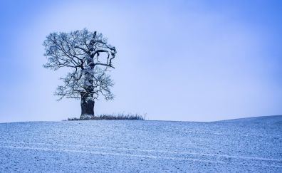 Landscape, winter, tree