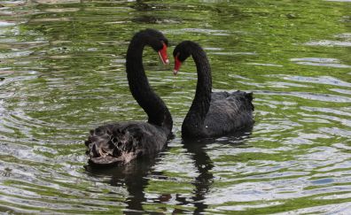 Black swans, couple, birds, pond