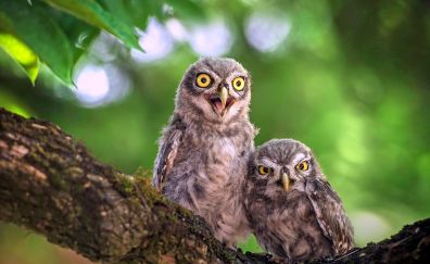 Cute baby owl birds, sitting