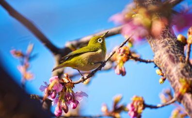 Japanese small bird, flowers, spring