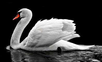Swan, white water bird, swim