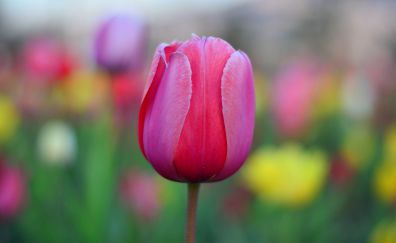 Bud, tulip flower, pink, blur