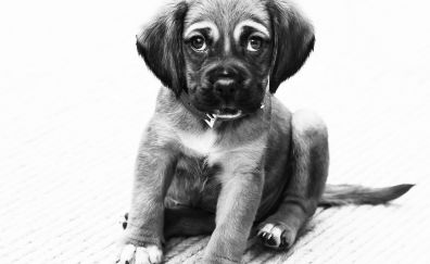 Puppy dog, animal, monochrome