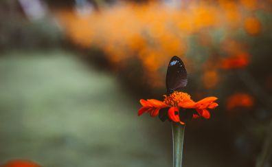 Orange flower, buterr fly, close up, blur