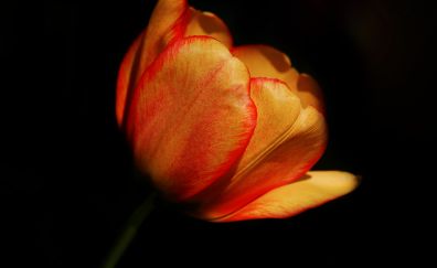 Orange Red flower, tulip, close up