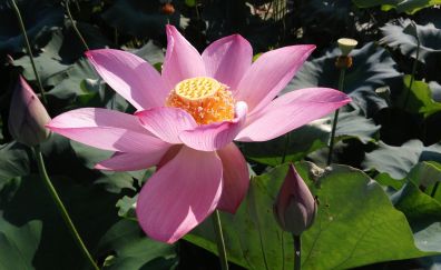 Lotus flower, summer, blossom
