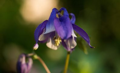 Flower, purple blossom, blur, close up