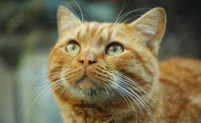 Looking up, orange cat, animal, fur