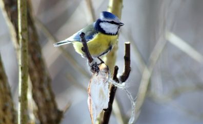 Blue tit bird, tree branch, sitting