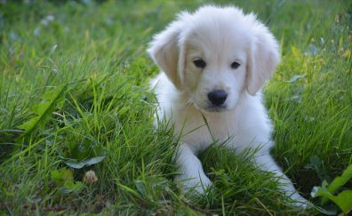 Dog, cute white puppy, domestic animal, puppy