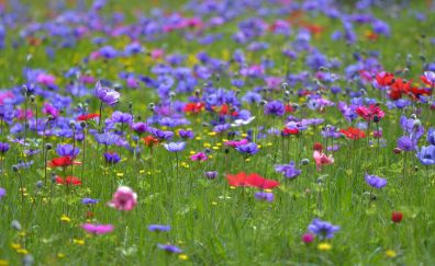 Wild colorful flowers, meadow, sunny, summer