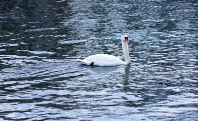 Swan, lake, swimming
