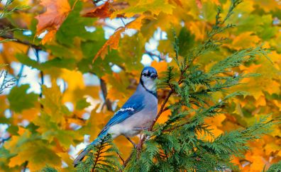 Blue jay bird, small bird, tree branch