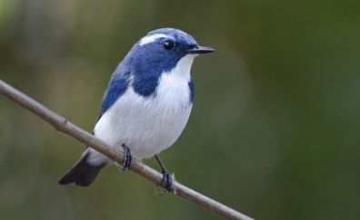 Hill blue flycatcher bird