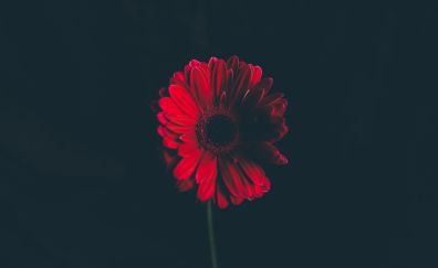 Flower, red stem, bud